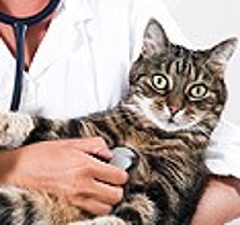 respiratory-health-banner.jpg