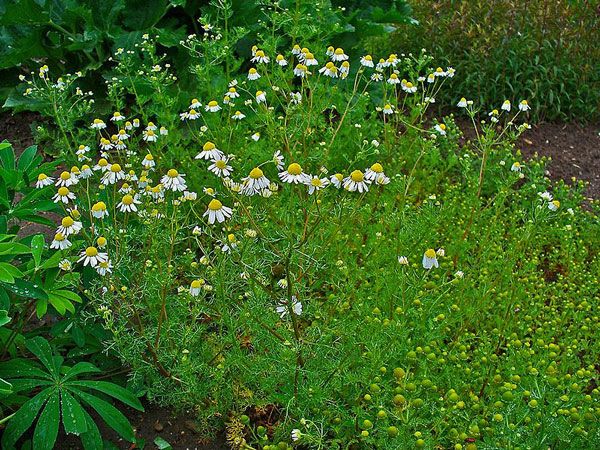 naturally relieve anxiety, nervousness, and fatigue with german chamomile