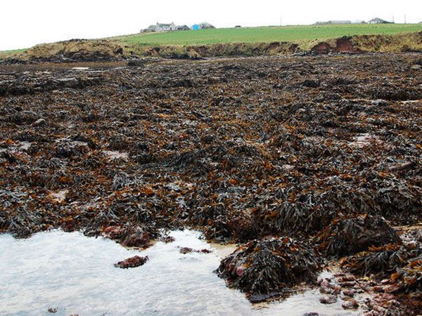 bladderwrack