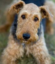 Picture of a cute dog