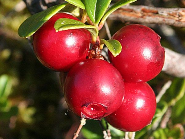 Bearberry Leaf