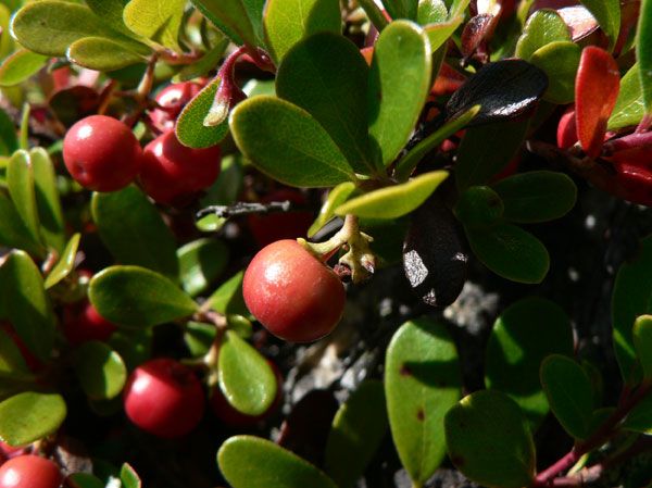 naturally reduce symptoms of urinary tract infections with bearberry leaf