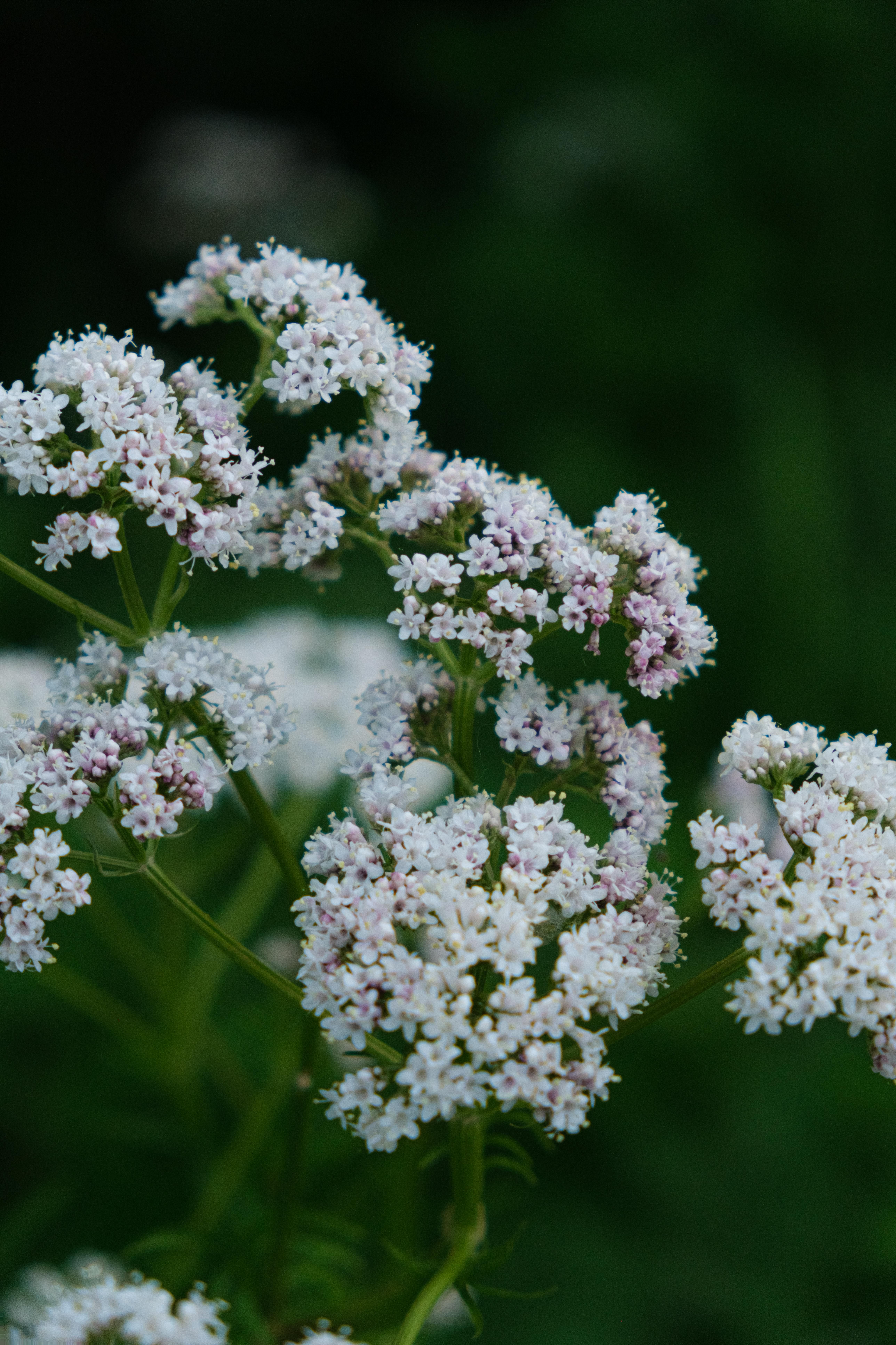 Valerian Flower