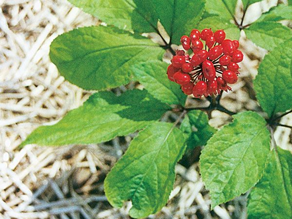 Korean Ginseng