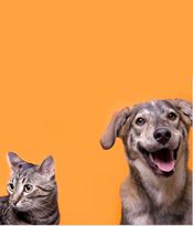 Picture of Dog and Cat