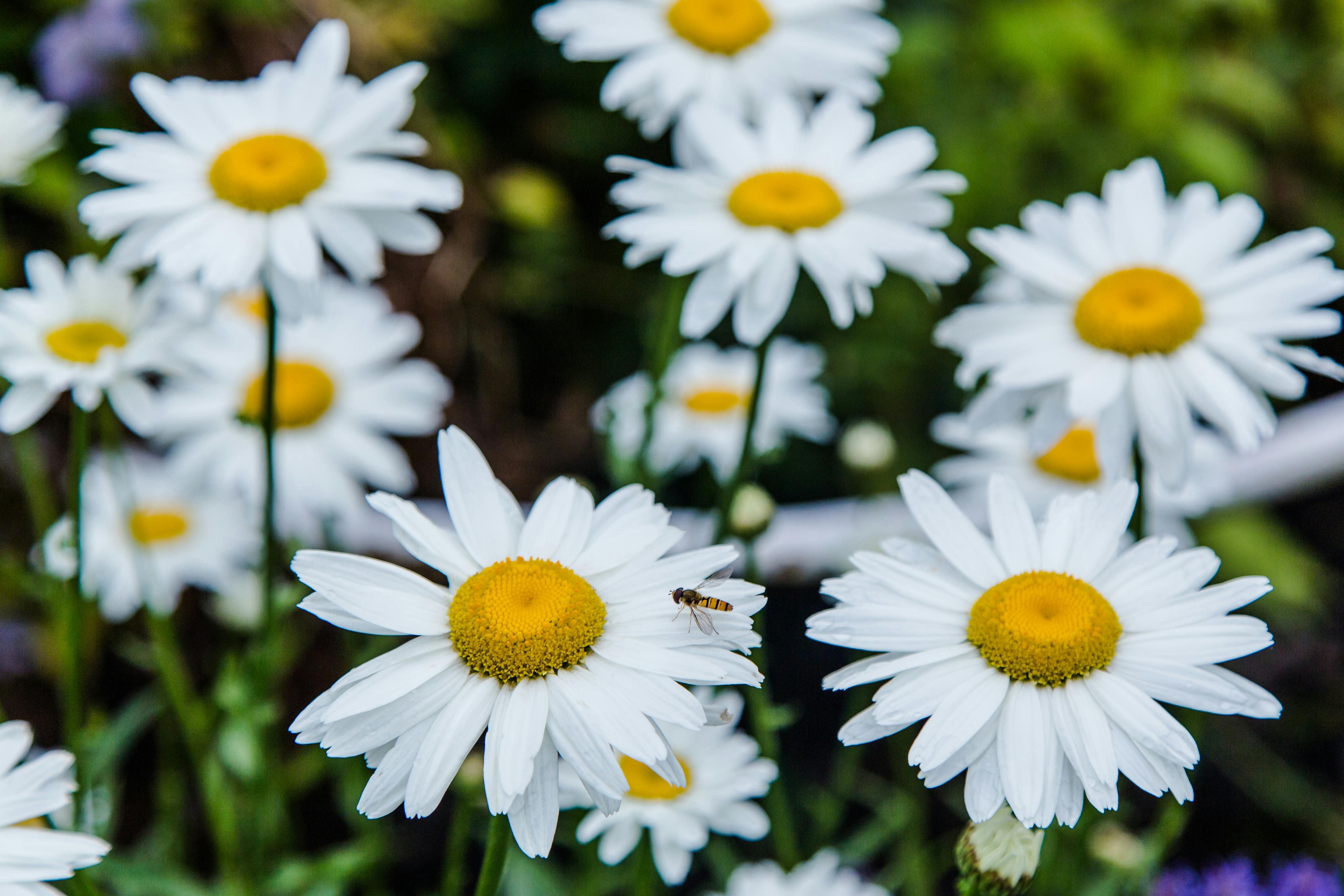 field of chamomilla flowers