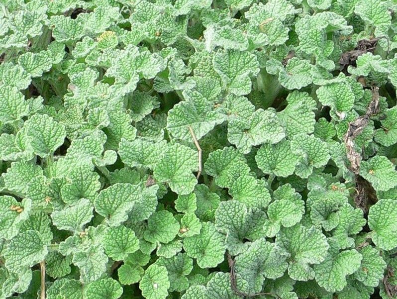 Horehound Native Remedies Horehound plant