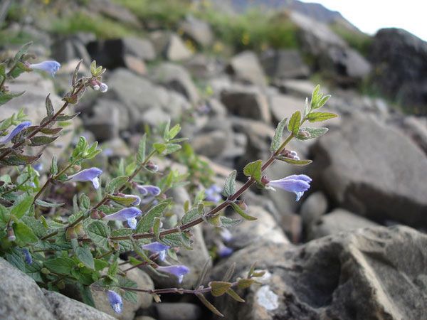 Skullcap plant