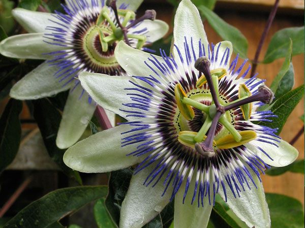 Passion Flower