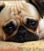 Picture of a Pug Dog