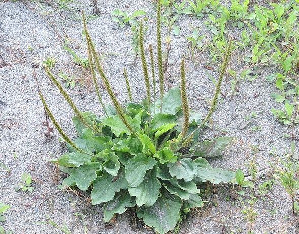 Broadleaf Plantain Native Remedies Broadleaf Plantain plant