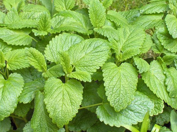 stimulate the nervous system naturally with herbal remedy lemon balm