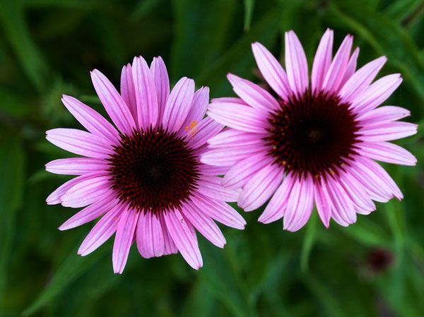 help fight upper respiratory tract infections naturally with echinacea