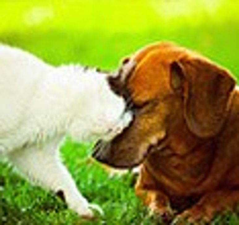 pet-health-banner.jpg