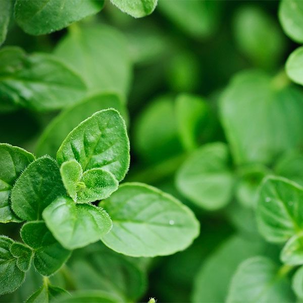Oregano Oil Native Remedies Oregano Oil plant