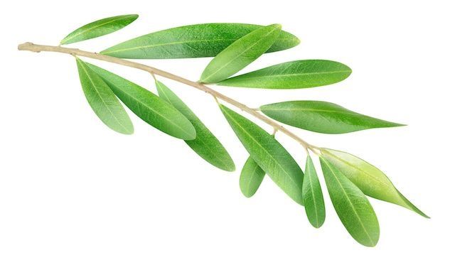 Olive Leaf Native Remedies