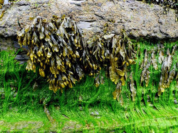 stimulate healthy natural thyroid functioning with bladderwrack (kelp)