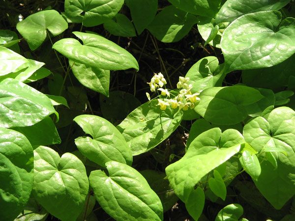 Horny Goat Weed - Native Remedies facilitate muscle relaxation & healthy erectile function with horny goat weed