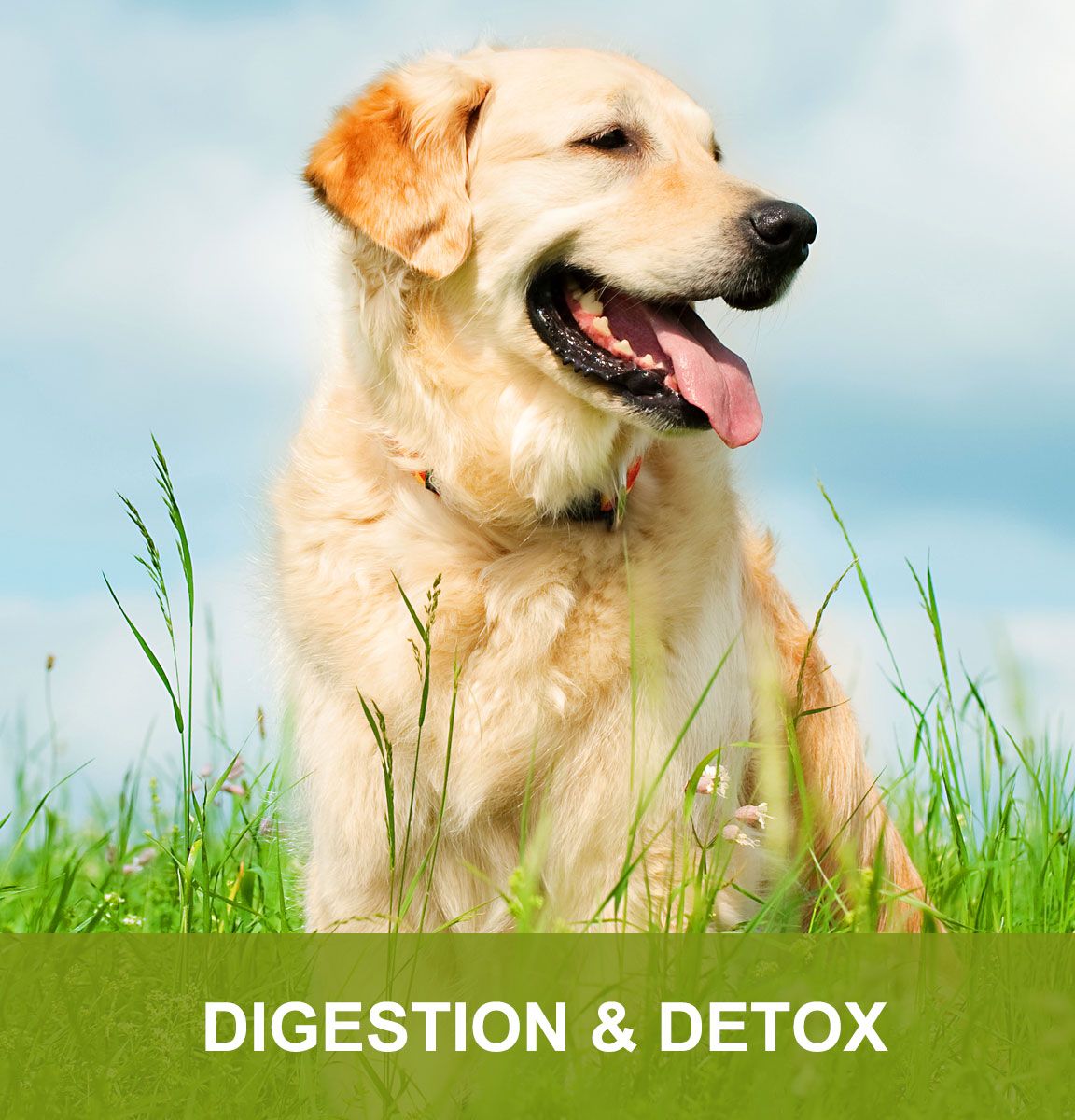 Digestion and Detox