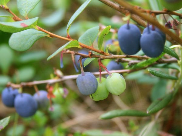 natural health benefits of bilberry - support urinary tract & eye health