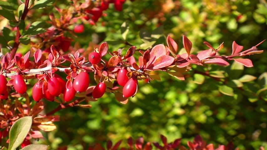 Berberis Vulgaris - Native Remedies Berberis Vulgaris plant