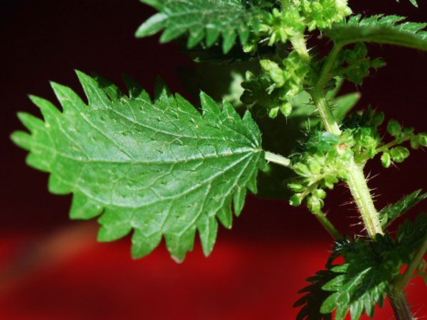 Dwarf Nettle leaf