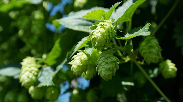 "cone shaped" flowers on a vine - hops