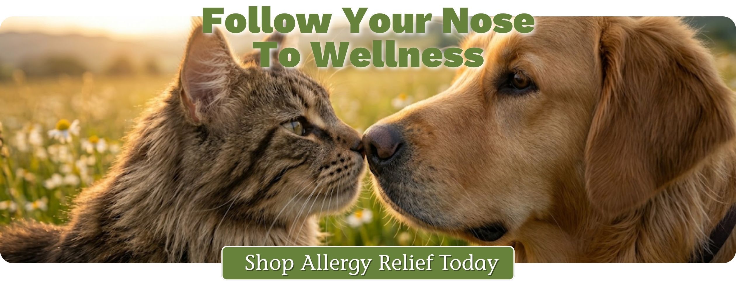 PA HP_ImageLink^hp-allergy-sinus