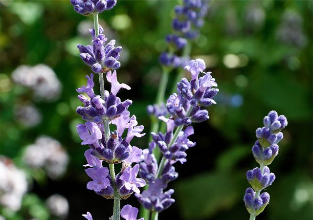 reduce anxiety with natural anti-inflammatory herbal remedy lavender