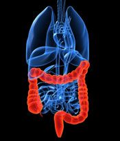 An image of internal organs including the colon.