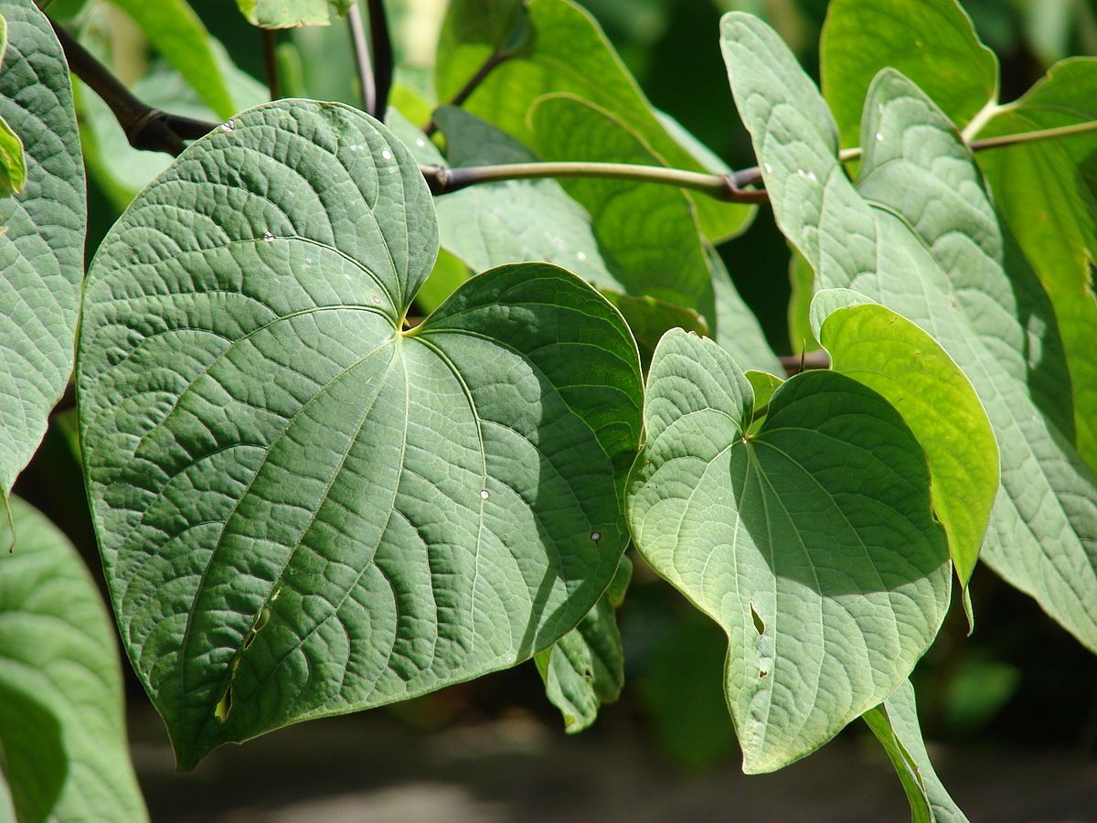 Kava - Native Remedies Kava