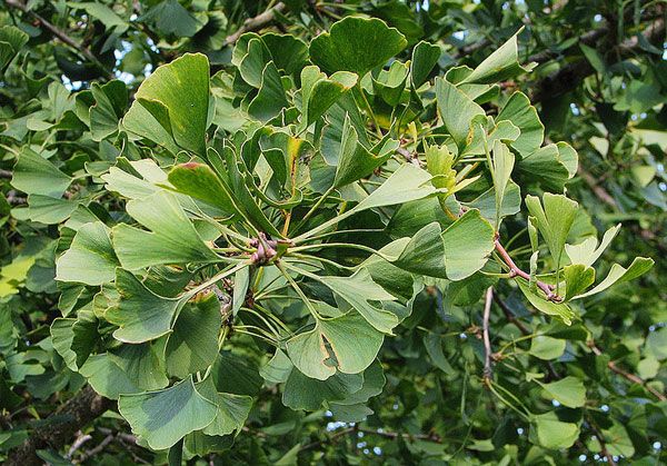 Maidenhair tree