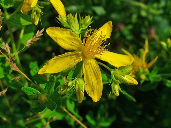 herbal remedy st johns wort reduces depression symptoms naturally