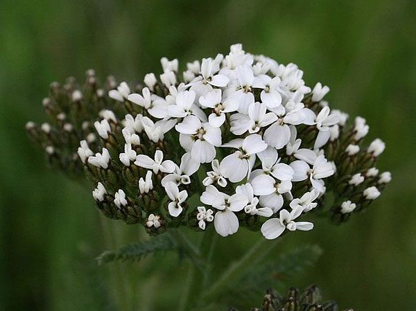 naturally help rejuvenate the skin & pores and reduce ulcers with yarrow