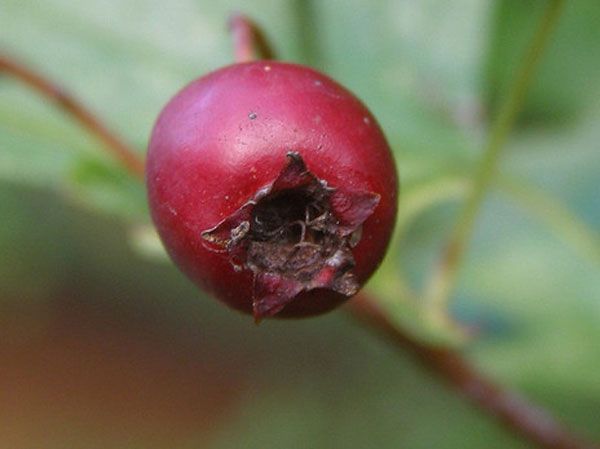 naturally help fight cardiovascular disease with herbal remedy hawthorn