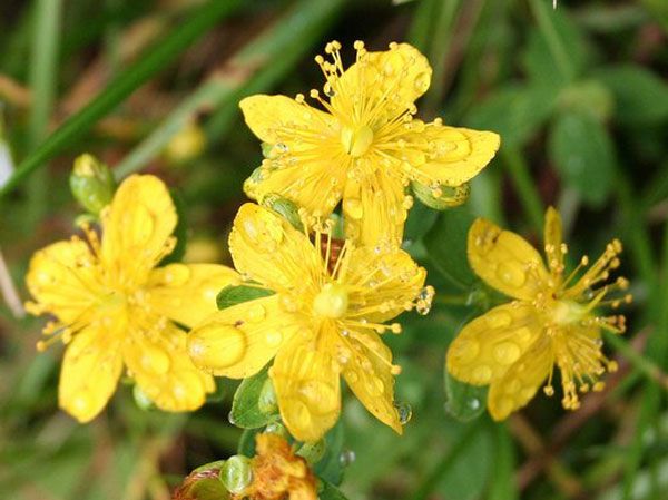 St. John's Wort