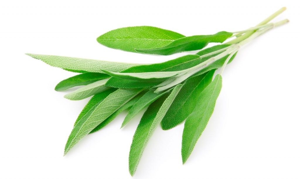 Sage Native Remedies Sage leaves