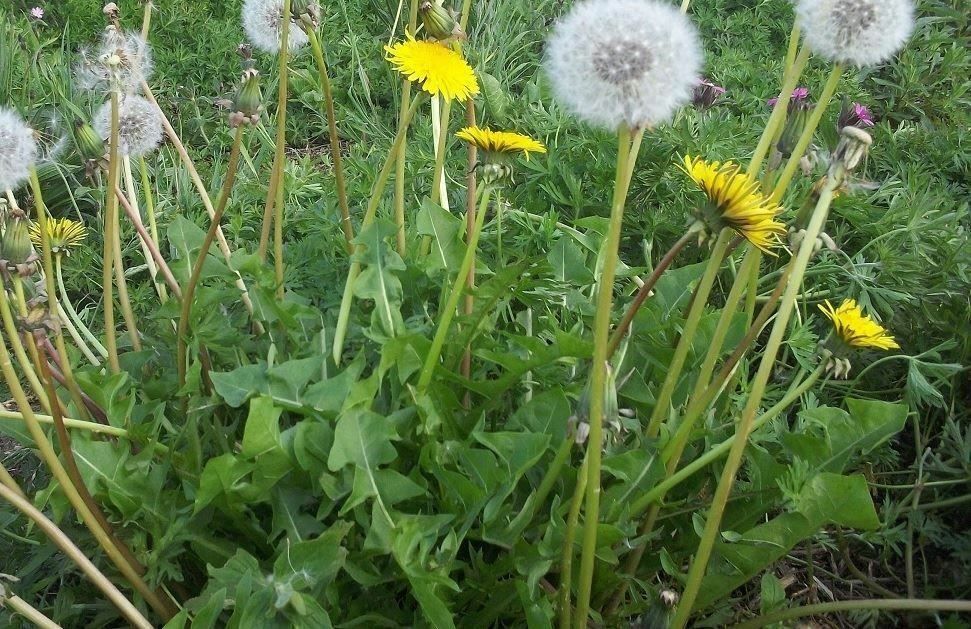 Taraxacum Officinale Dandelion - Native Remedies Taraxacum Officinale Dandelion Native Remedies