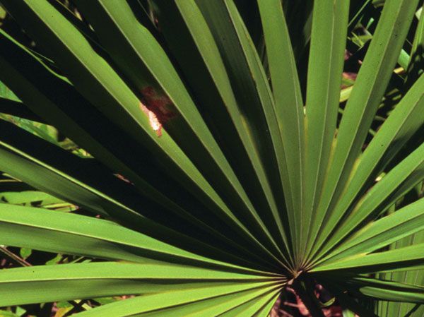 naturally help promote prostate & urinary tract health with saw palmetto