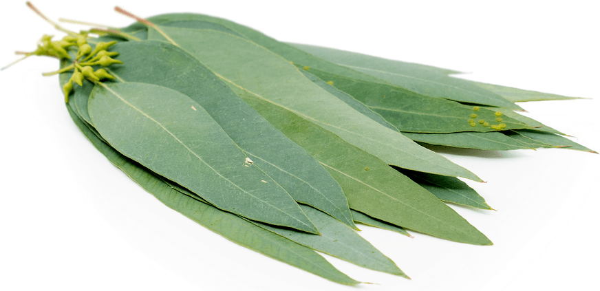Eucalyptus - Native Remedies Eucalyptus leaves