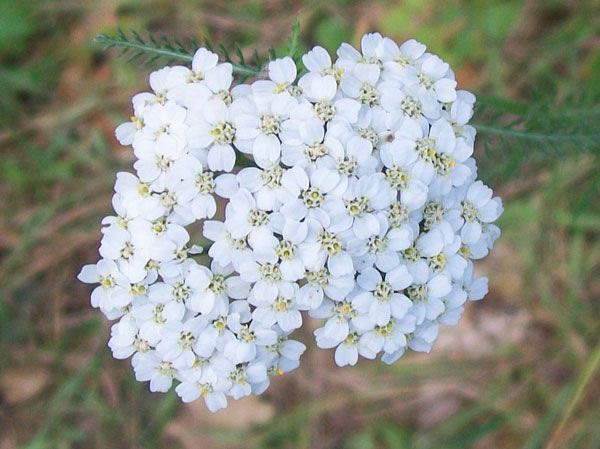 Yarrow