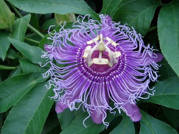 natural herbal remedy passion flower reduces anxiety and promotes sleep