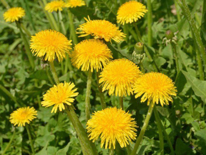 Dandelion - Native Remedies Dandelion plant