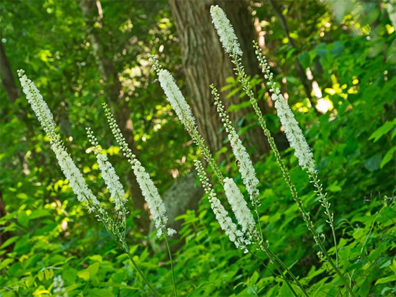 Black Cohosh Native Remedies Black Cohosh - Native Remedies