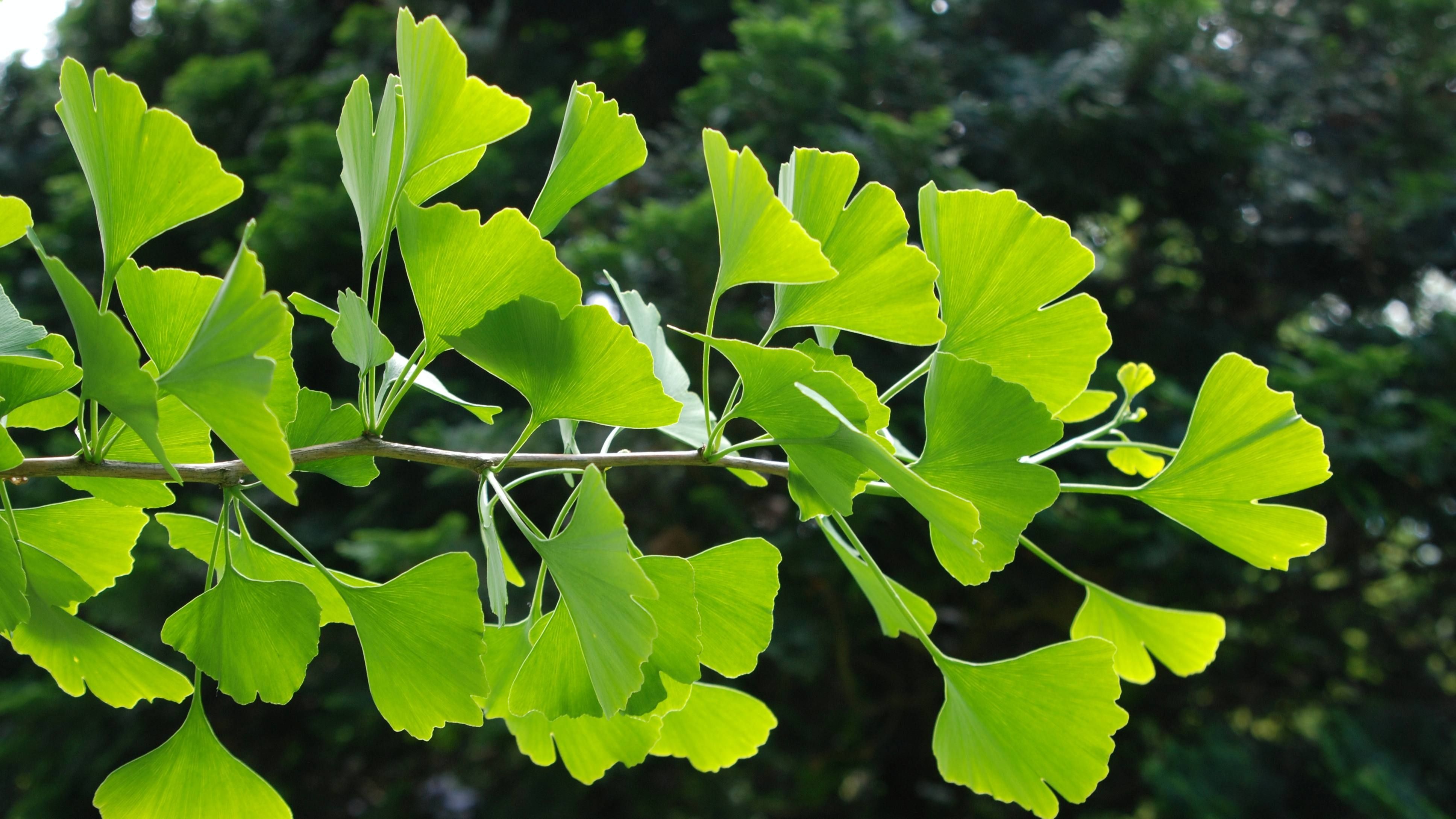 Ginko Biloba Native Remedies Ginko Biloba Native Remedies