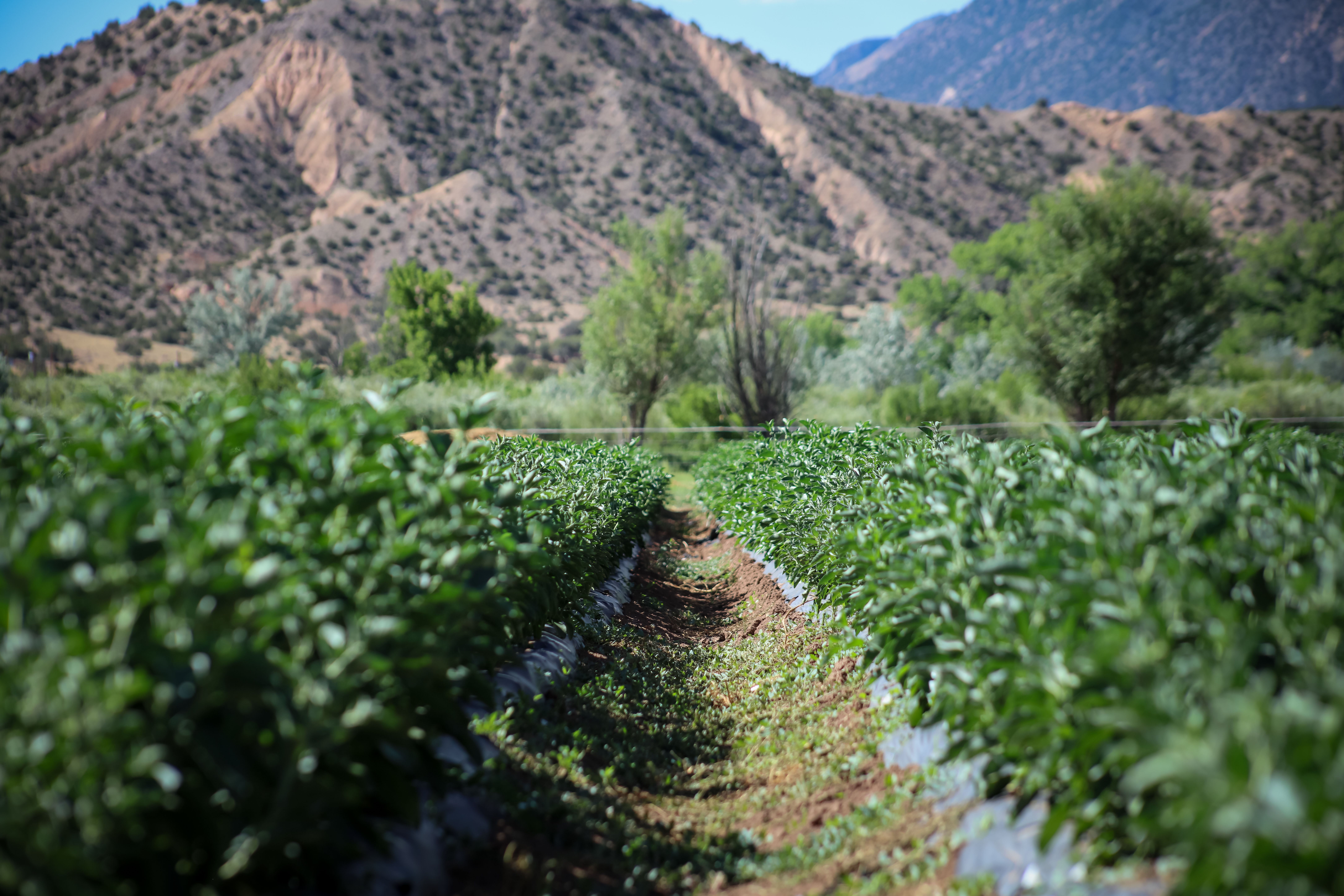 Abiquiu Valley Farm - Source of Ingredients in NR Products