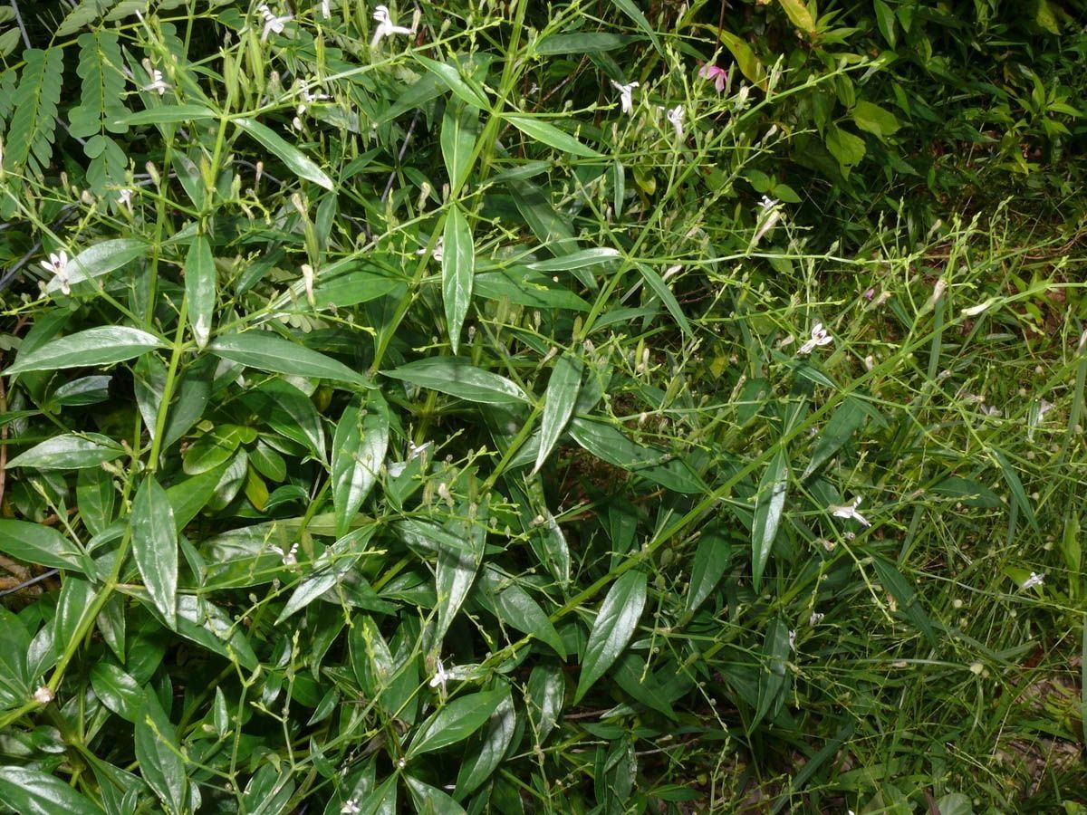 Andrographis Herb plant