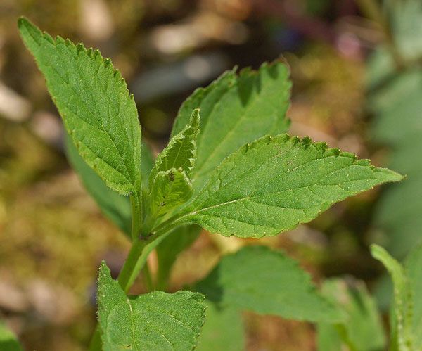 naturally calm the nervous system and support equilibrium with skullcap