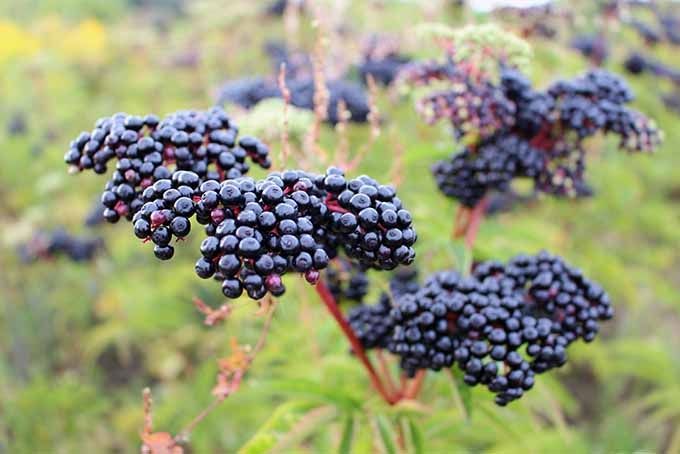 Elderberry Fruit Native Remedies Elderberry fruit plant