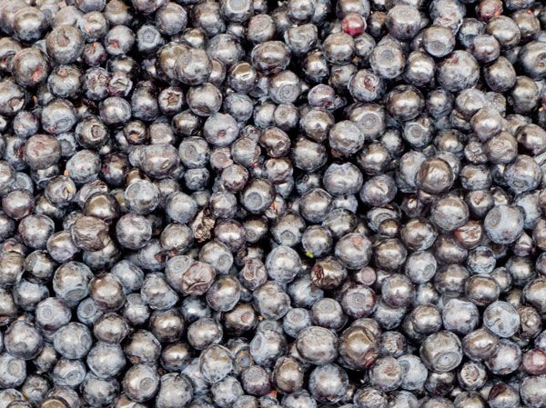 Bilberry